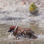 スズメが気持ちよさそうに水浴びしている姿を見て？メジロが顔に水をつけた結果!