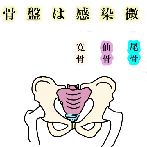 骨盤の覚え方のtwitterイラスト検索結果 古い順