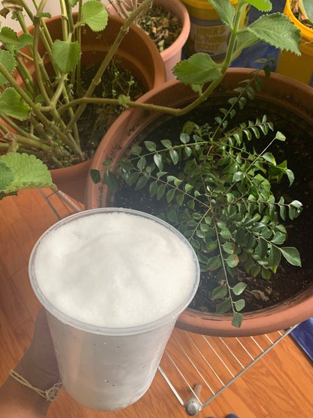 RochesterKey's tweet image. Today’s Kindness Challenge was to recycle snow to water plants! We got this idea from Key Club International’s monthly newsletter, and we’re so excited to have other challenges related to saving water later this month! Thank you to everyone who participated!💧