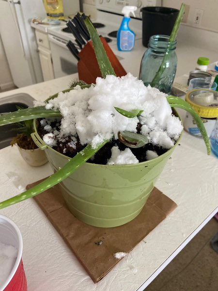 RochesterKey's tweet image. Today’s Kindness Challenge was to recycle snow to water plants! We got this idea from Key Club International’s monthly newsletter, and we’re so excited to have other challenges related to saving water later this month! Thank you to everyone who participated!💧
