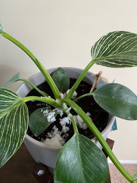 RochesterKey's tweet image. Today’s Kindness Challenge was to recycle snow to water plants! We got this idea from Key Club International’s monthly newsletter, and we’re so excited to have other challenges related to saving water later this month! Thank you to everyone who participated!💧