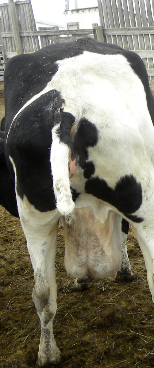 WillowWind64's tweet photo. Look at their bodies. After, years of sexual violation, Mothers used up, waiting at a live auction, to be sold for slaughter. Every farm, no difference.
They take their babies. They take their milk. They take their lives.
#DitchDairy #FebruDairyFree #Februdairy #EndSpeciesism https://t.co/1qmI3J8K0E