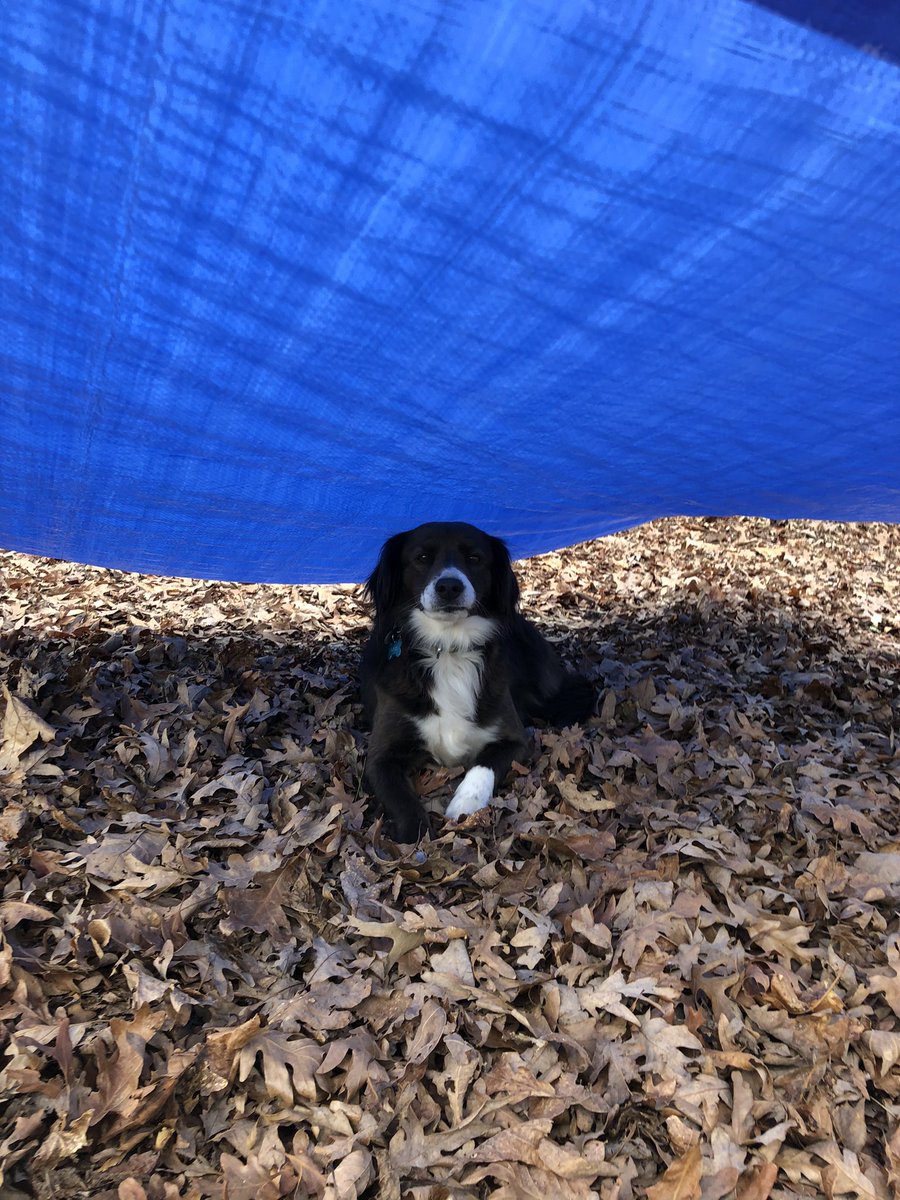 macen_lantzman's tweet photo. Been waiting for the right time to post of Otis, and I think today’s the day. I’m gonna miss you buddy 🥺 #ElonEd #COR424 https://t.co/cgQ4JkhwRZ