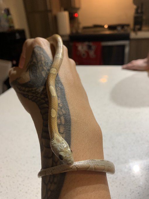 @Rixx_2 Snaky panky https://t.co/rB2CvSzTp5<a class="tags" target="_blank" title="On Twitter" href="/?out=eyJ0eXAiOiJKV1QiLCJhbGciOiJIUzUxMiJ9.eyJpYXQiOjE3MjE2NzkyODIsImlzcyI6InR3cG9ybnN0YXJzLmNvbSIsIm5iZiI6MTcyMTY3OTI4MiwiZXhwIjoxNzUzMjE1MjgyLCJyZWRpcmVjdF91cmwiOiJodHRwczovL3R3aXR0ZXIuY29tL1JpeHhfMiJ9.eMbFymzd7ZrEuVspPH6Ghdj8nISrkJhhtG86p_IKqwvc-GOZhEGCs2sJ8jt9Dwe3qznH5YNSPBOy8FKjQ7zR9g">@Rixx_2</a><a href="/tag/mondaynight"class="tags"><span>#mondaynight</span></a>