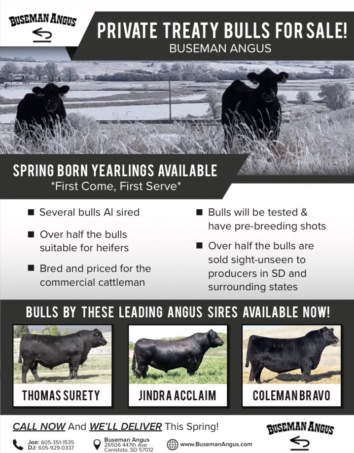 DJBuseman's tweet photo. 90 Bulls for sale by private treaty. Several will work on heifers. We have bulls headed throughout SD, WY &amp; NE so far- and we’ll deliver! We sell 100% of our bulls private treaty every year! https://t.co/g1XFkvCml0 or (605) 929-0337 https://t.co/JOlxdYrPMZ