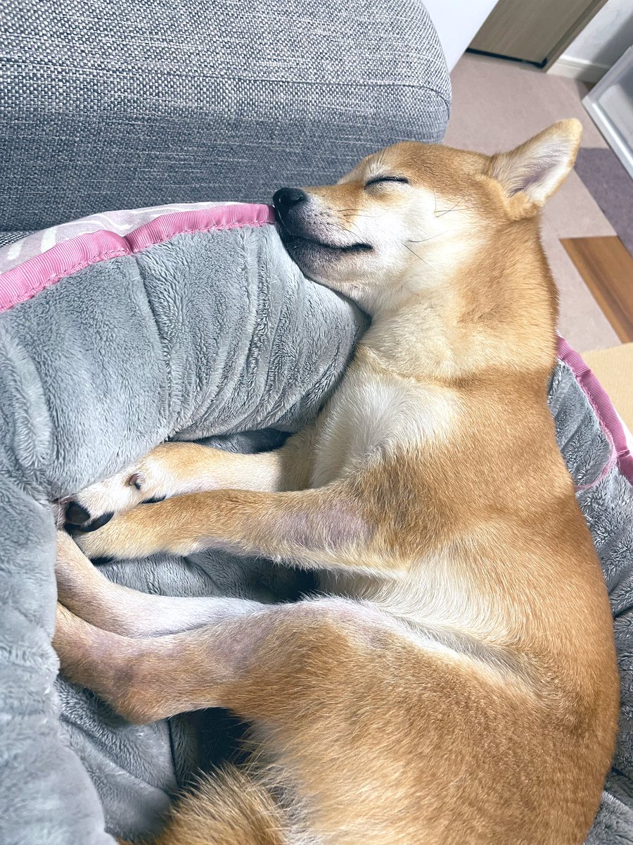 豆柴きなこ Mameshiba Kinako Kinako Mameshib Twitter 豆柴きなこ Mameshiba Kinako Kinako Mameshib Twitter
