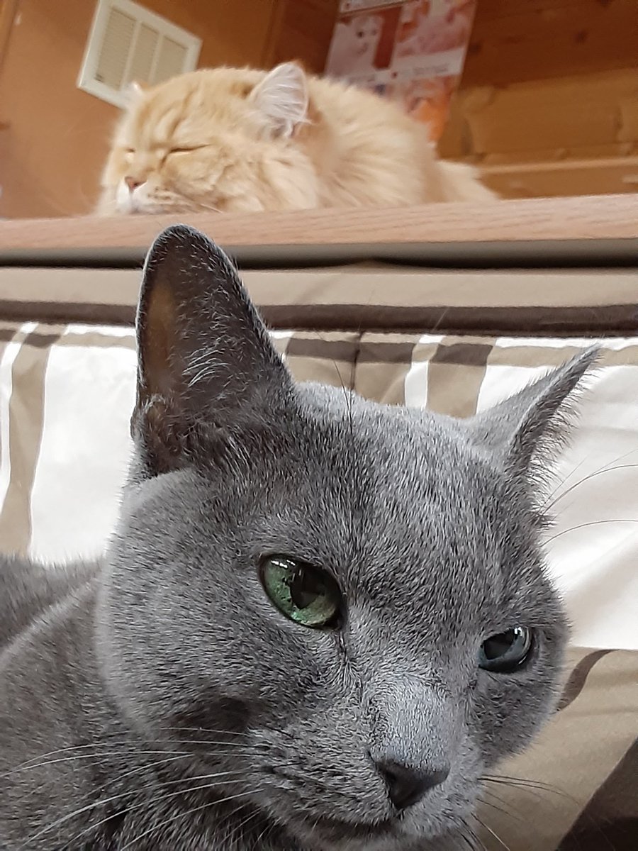 猫カフェちぐら 今日の猫カフェちぐら 新潟 猫 猫カフェ ラガマフィン あさひ ロシアンブルー ルナ助 猫カフェちぐら 今日の猫カフェちぐら 新潟 猫 猫カフェ ラガマフィン あさひ ロシアンブルー ルナ助