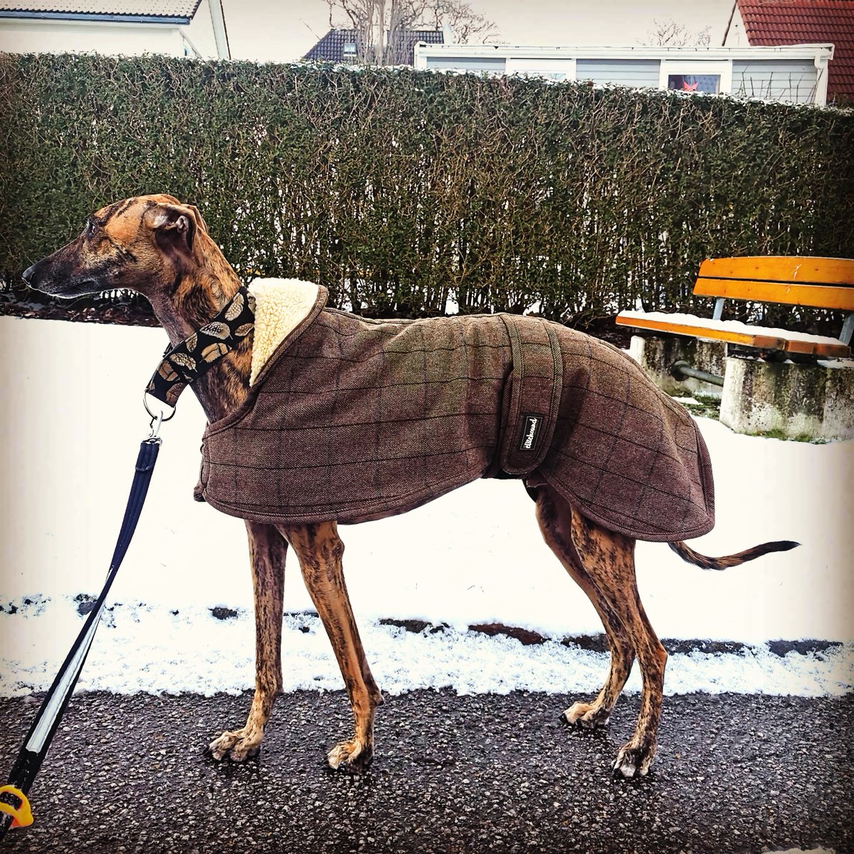 ElitehoundAus's tweet photo. https://t.co/zMK7jjfehl