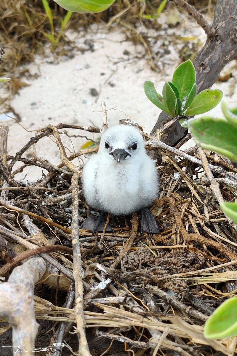 Here, take and share some tiny floofs to brighten your day 🥰🐣
#cute #wholesome #seabirds #fieldwork #photography

(Black and brown noddy chicks, Chesterfield islands, New Caledonia.)
