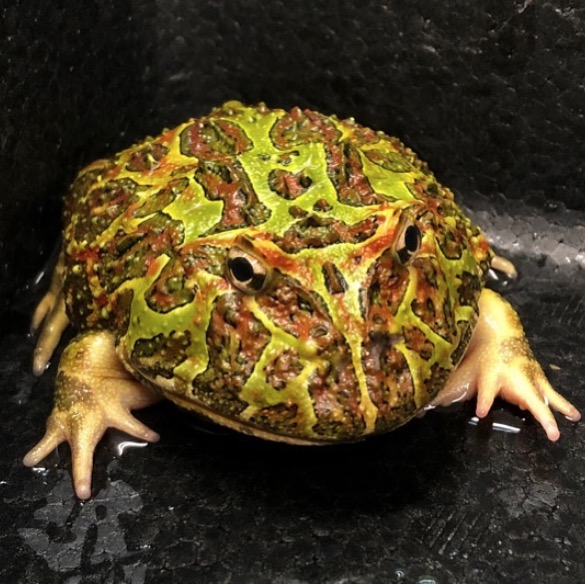 アクアペットジョイ所沢店 ベルツノガエル エサの反応も良く元気でございます 飼育に適した環境 エサ 用品に関してなど ご来店時お気軽にお声をおかけ下さい ご来店お待ち致しております ベルツノガエル販売 ツノガエル販 ベルツノガエル