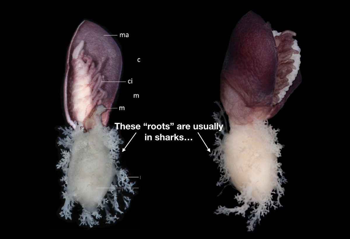 Then there are the shark barnacles that grow on top of (and in the process chemically castrates) sharks. Did I mention these barnacles evolved roots that they use to sink into shark flesh?Pics:  https://bit.ly/3j9khRN 