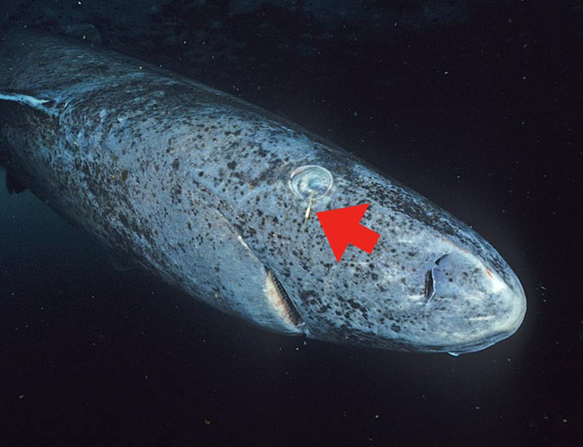 Oh, and we haven't even got to these guys. Their free-living cousins look like little shrimp, but these copepods live instead on THE EYES OF GREENLAND SHARKS. Because who wouldn't want to be shaped like a tube stuck on the cornea of a 400-year-old predator?? [pic=wiki]