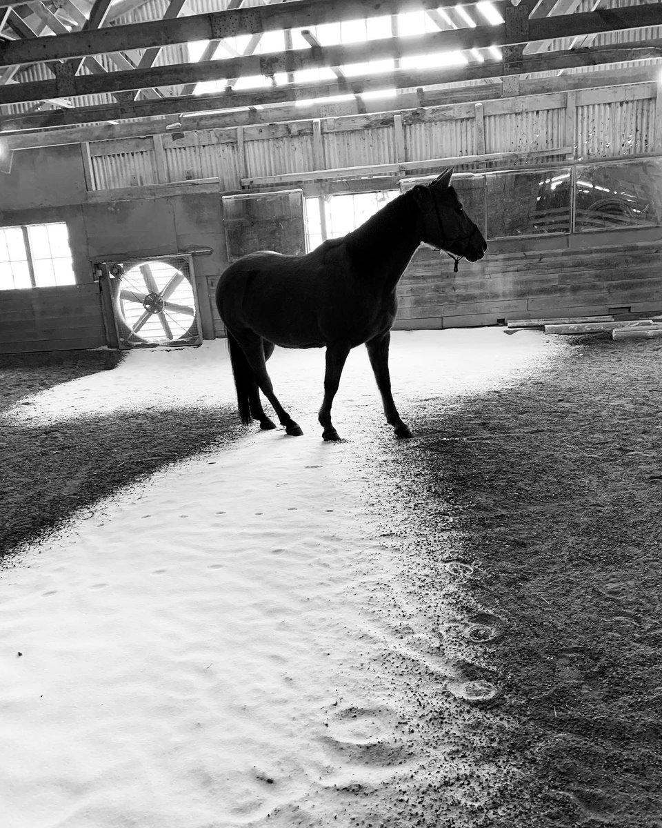 bethmiller0509's tweet photo. I find peace when I am with this handsome boy. 
#hearthorse https://t.co/0RR4WpQ6LL