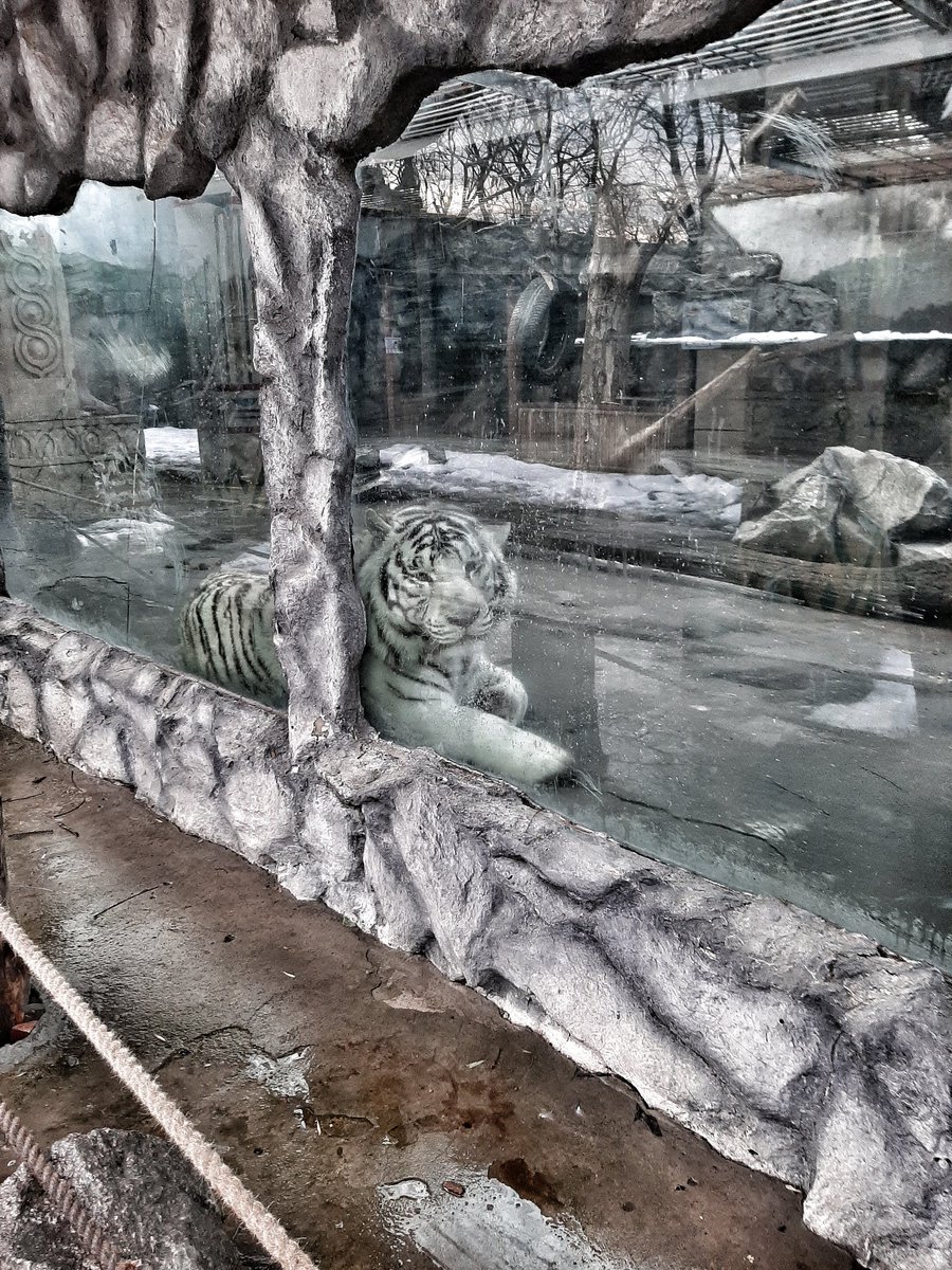 itslebedev's tweet photo. Просто оставлю эту мордочку здесь 🐯 https://t.co/kzqIBjmrl3