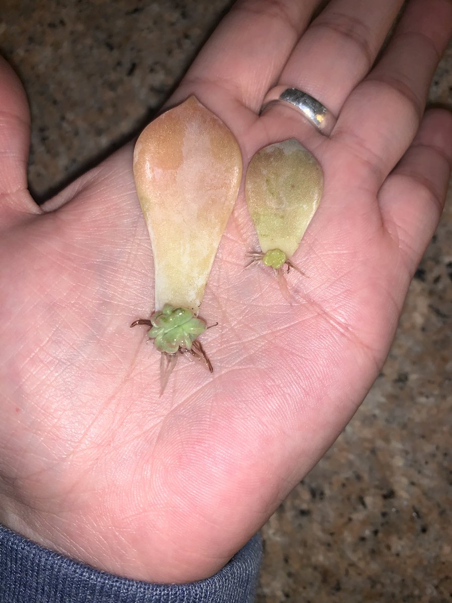 Before and after!! 🥲 propagating is going well!! #plantmommy #propagatingsucculents