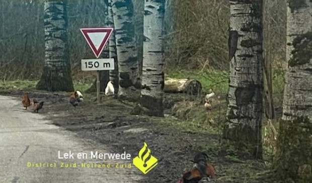 Meer dan 70 hanen gedumpt in kippenbos bij Oud-Alblas - ..