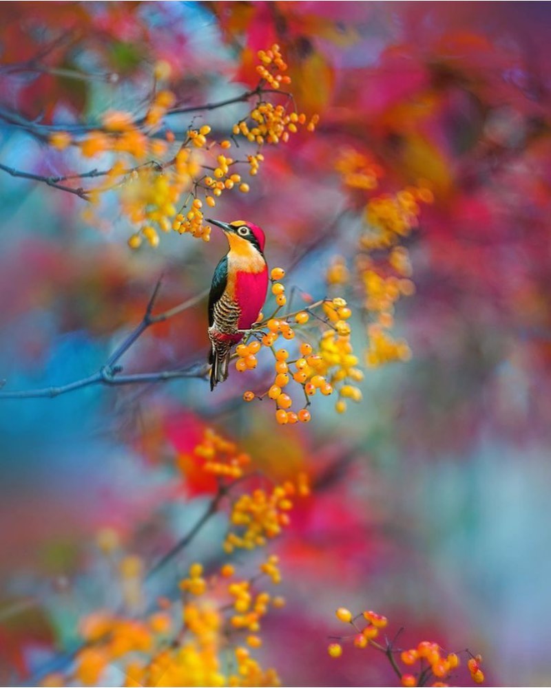 Amazing colors! 😍👌🐥

#naturelovers #flowershine_  #photoshop #bird #colors_of_day #NaturePhotography 

📸 _love_grams https://t.co/Mgf1tuCssL