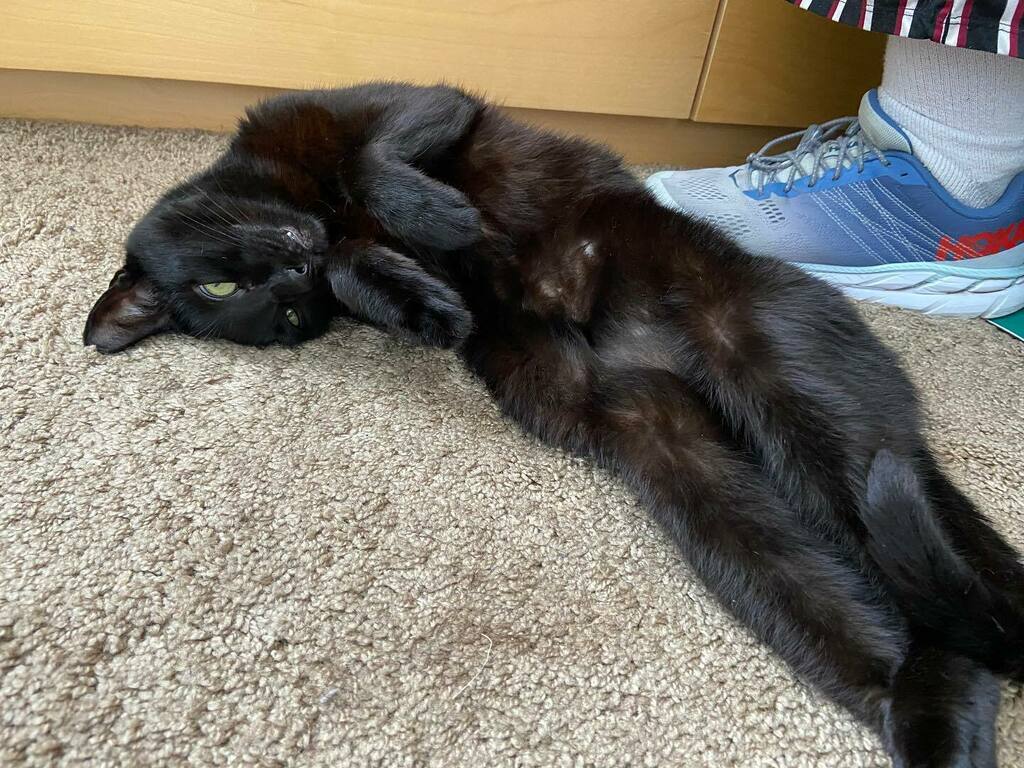 I am (temporarily) grumpy, but what doesn’t make me grumpy is this picture of Courage. He is so silly and makes me smile. instagr.am/p/CKxrHvcj82x/