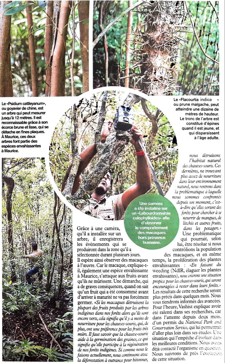 I explained about the impact of invasive alien species on native trees and how their control could boost native fruit production. A long-term and non-lethal solution to alleviate human-wildlife conflict on Mauritius. Ecologists are the allies of fruit-growers. #perceptionshift