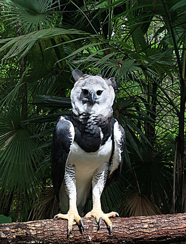 members of the cat family, and Harpy eagles, which are one of the world's most powerful birds of prey & are also extremely rare and endangered.