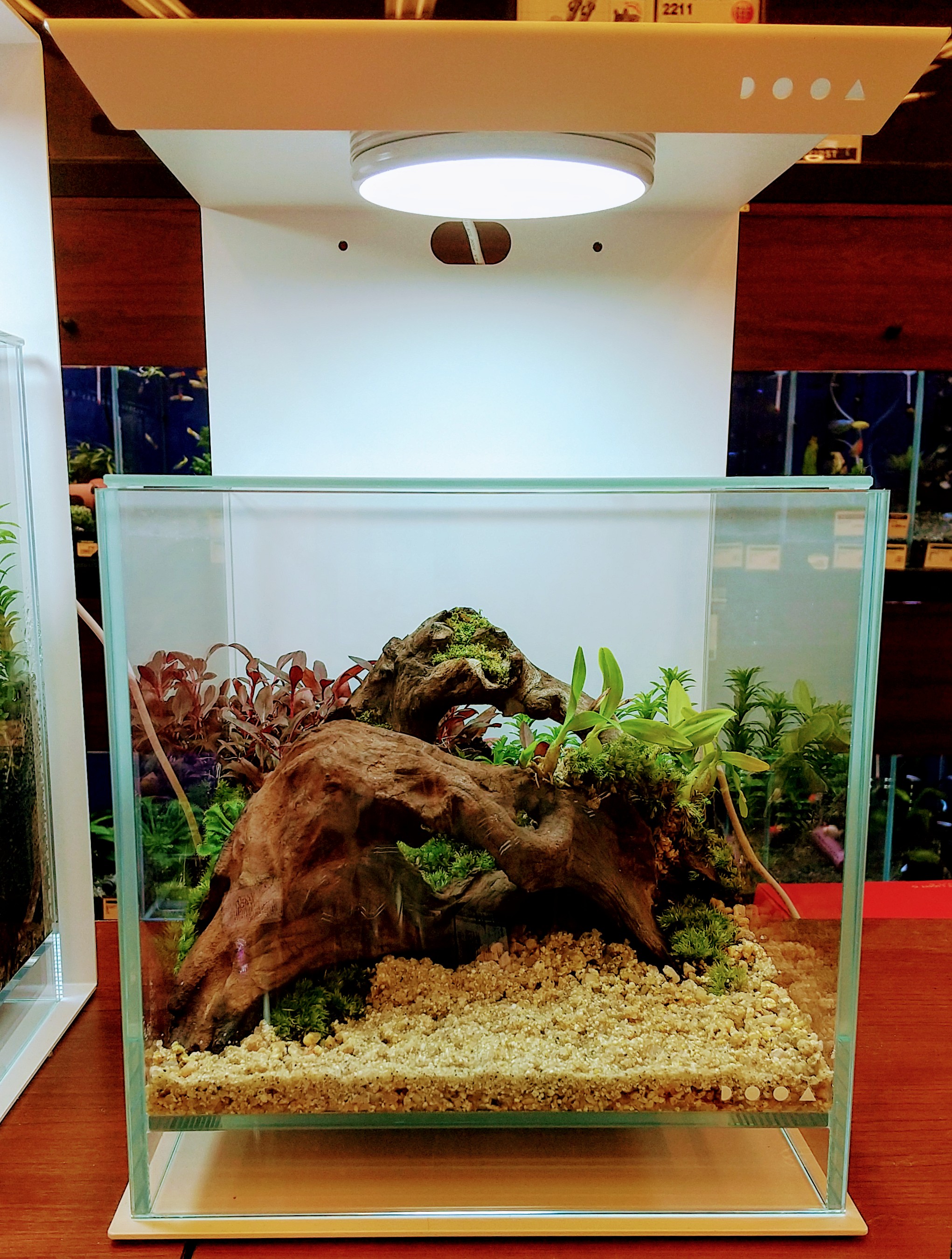 東急ハンズ渋谷店 Ar Twitter 新商品 Dooa Shizuku レイアウトセット 000円 税込 小さな水槽で植物を楽しむ パルダリウム 手づくりなので レイアウトがそれぞれ違う1点ものです 小さな熱帯雨林で癒しのおうち時間を過ごしませんか アクアリウム