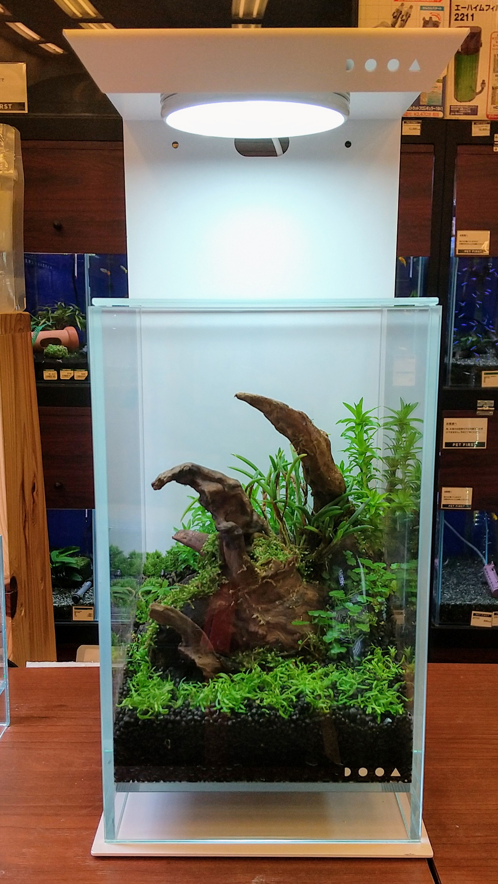 Twitter 上的 東急ハンズ渋谷店 新商品 Dooa Shizuku レイアウトセット 000円 税込 小さな水槽で植物を楽しむ パルダリウム 手づくりなので レイアウトがそれぞれ違う1点ものです 小さな熱帯雨林で癒しのおうち時間を過ごしませんか アクアリウム
