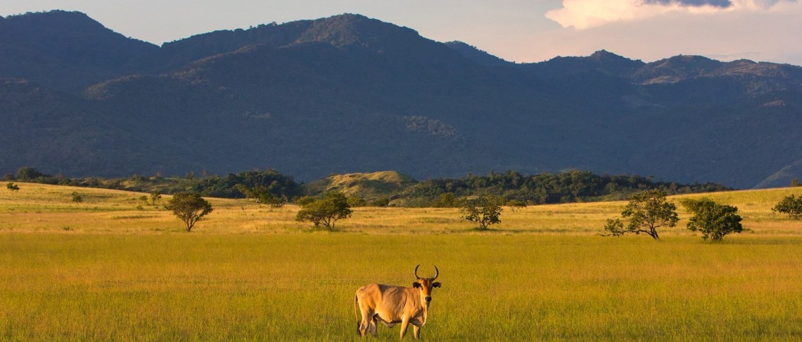 Okay, one more site in Guyana, then we'll visit a new country tomorrow. We're off to the Rupununi Savannah. It's a protected area and has "80% of the mammals & 60% of the bird life found in Guyana's tropical forests and savannahs." There's also jaguars, which are awesome......