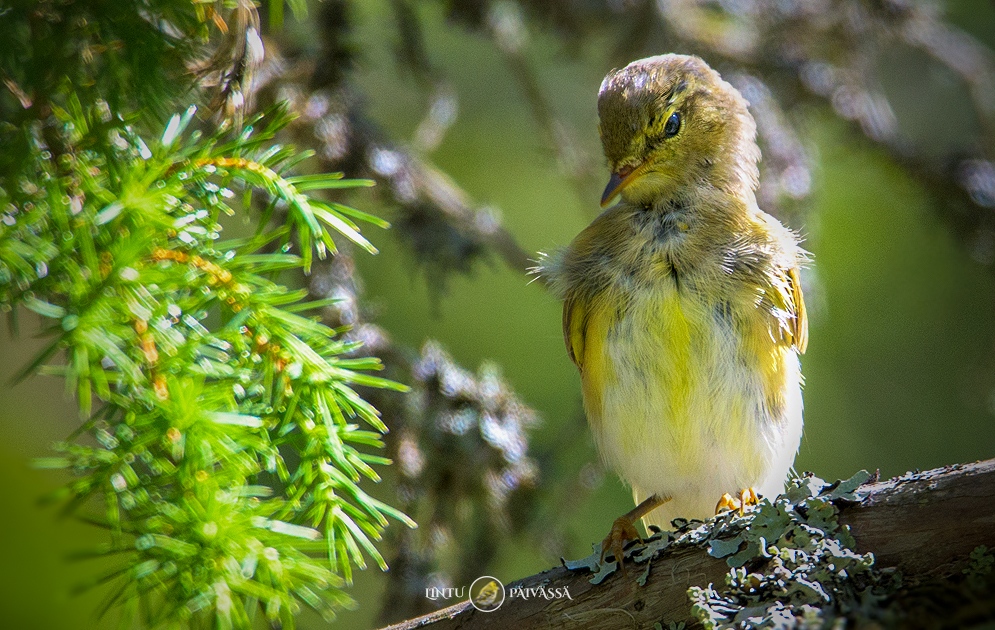 #Pajulintu #Lövsångare #WillowWarbler
#PhylloscopusTrochilus

#Linnut #Birds