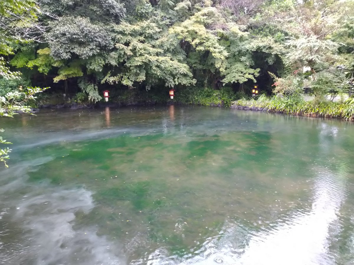 紀伊国屋虎辰 やまねこ二等兵 世界湿地の日 富士宮市の富士山本宮浅間大社にある湧玉池 富士山の伏流水で神田川の水源 富士登山の禊ぎの場でもあった 国の特別天然記念物 早朝に訪れると川霧が美しい