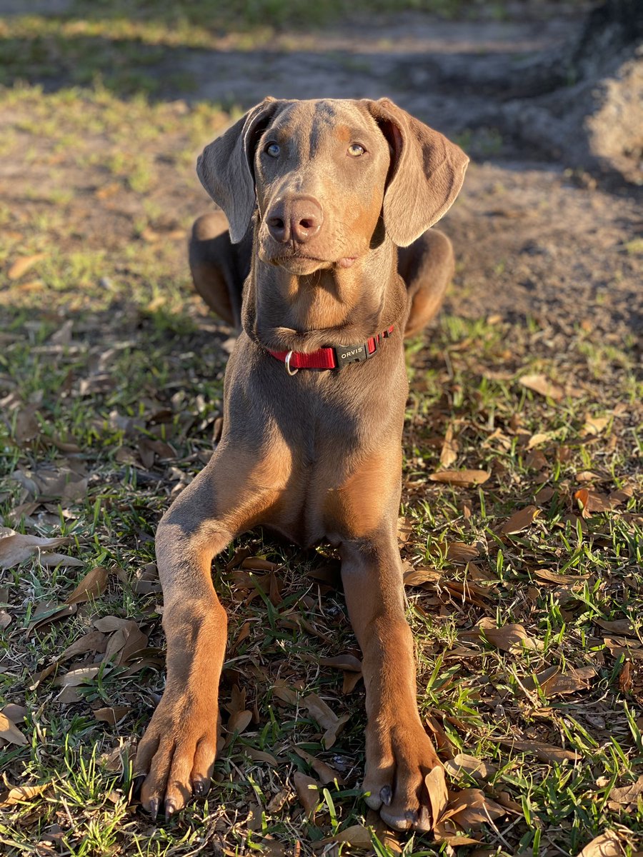 KatelynVanChau's tweet photo. My pup feelin’ that @KaceyMusgraves golden hour. 🌞 https://t.co/dtxIMuENsJ