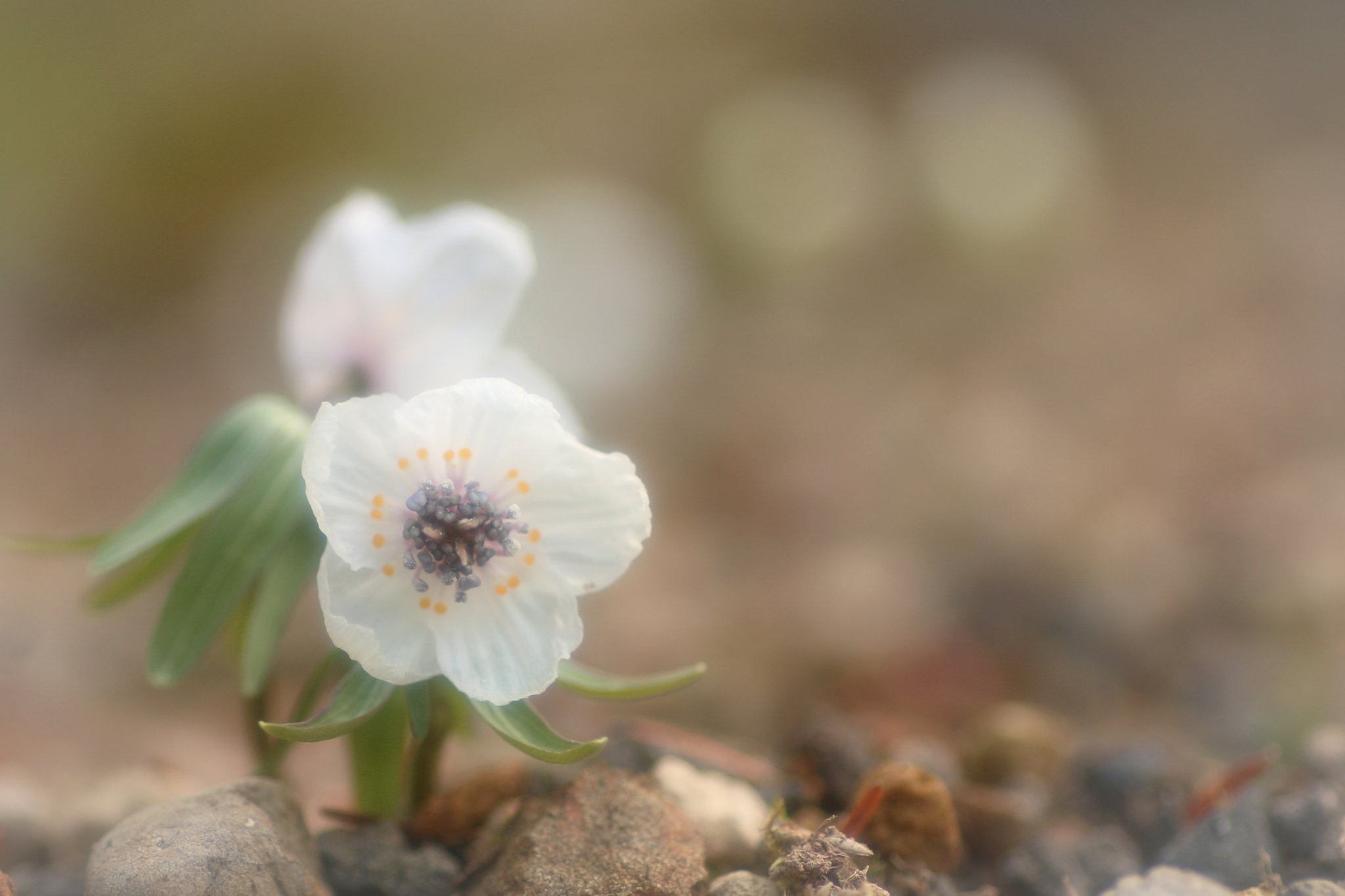 こころ 本日 2月2日の誕生花は セツブンソウでございますね 花言葉は 人間嫌い でございます 節分 こころの花言葉 こころ 本日 2月2日の誕生花は セツブンソウでございますね 花言葉は 人間嫌い でございます 節分 こころの花言葉