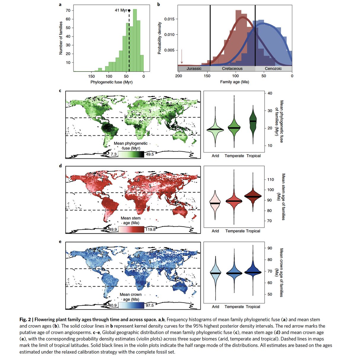 久保田研究室 生態学 生物地理学 生物多様性保全 בטוויטר さらに 以下論文で示されてること Https T Co Pqwmt4kec1 白亜紀から新生代初期の気候変動や地球化学的変化に対応した被子植物の進化的イノベーション 火災適応など これは 被子植物の進化的多様化