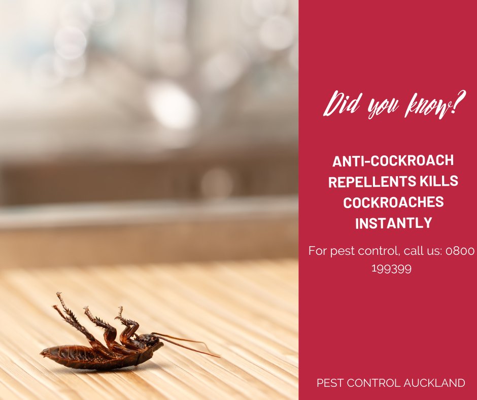 Pest Control Auckland (AucklandPest) / Twitter