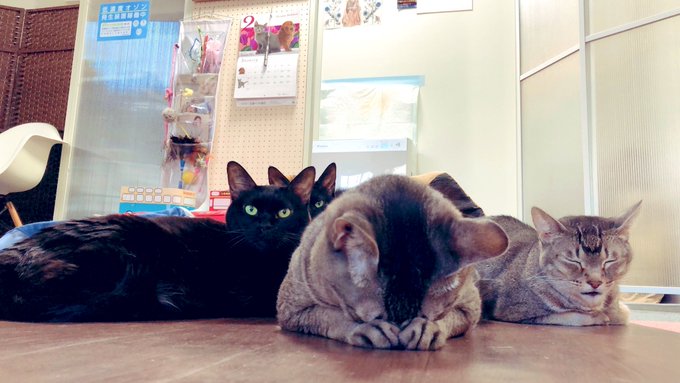 神戸市内でおすすめの猫カフェ10選 たくさんのかわいい猫ちゃんと触れ合える Pathee パシー