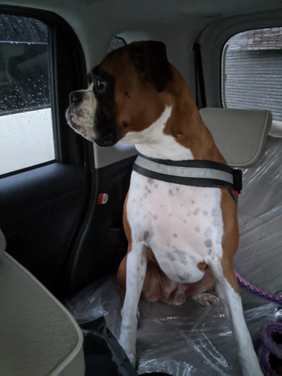 ボクサー犬 同じボクサー犬でも茶色い毛の濃さや 白い毛の多さの違いでかなり印象が変わりますね 凛々しくてカッコイイです ボクサー犬 同じボクサー犬でも茶色い毛の濃さや 白い毛の多さの違いでかなり印象が変わりますね 凛々しくてカッコイイです