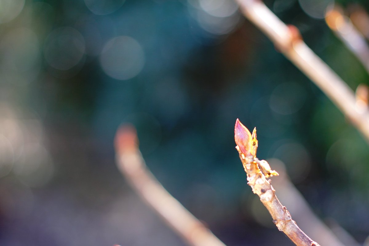 紫陽花の新芽 紫陽花の新芽