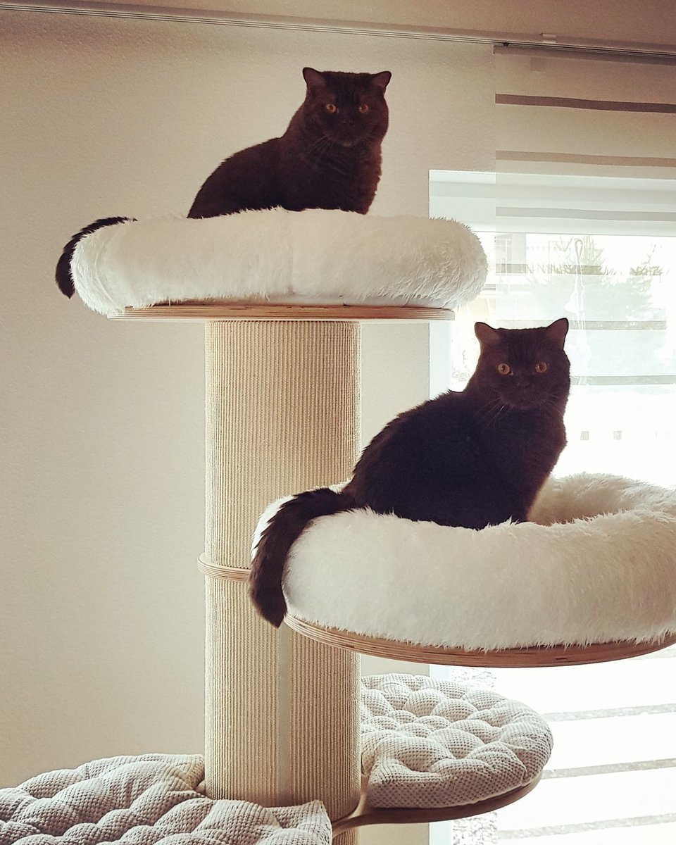 Kater Kito & Kaba tweet media