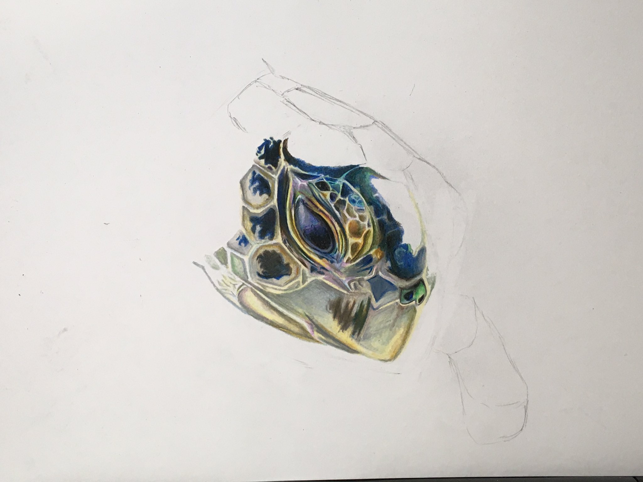 Suzu 亀 途中 絵描き 絵描きさんと繫がりたい 絵描きさんとつながりたい 亀 亀イラスト 亀リアル 色鉛筆 色鉛筆画 色鉛筆イラスト 三菱色鉛筆