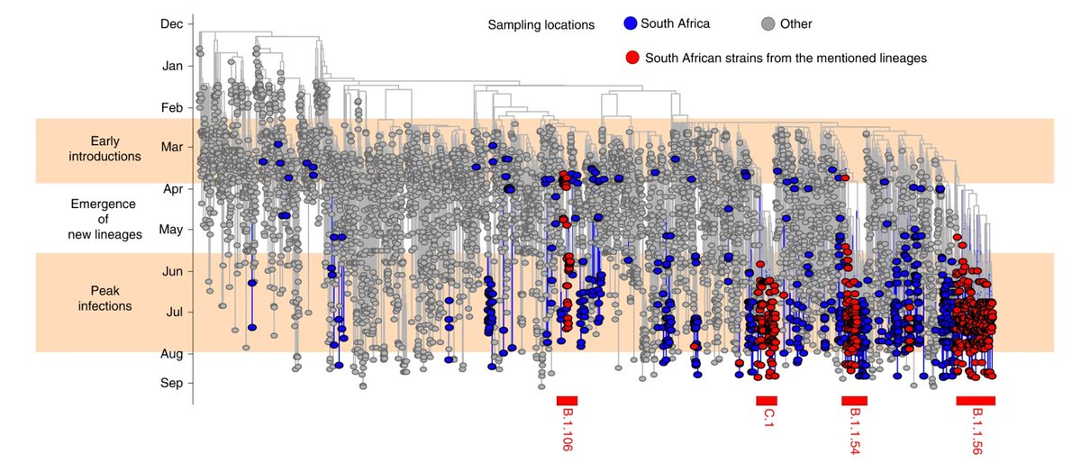 We identified 16 lineages specific to South Africa that emerged during lockdown and circulated widely during the first wave. We focus on 4 main ones, labelled in red below: B.1.106, B.1.1.54, B.1.1.56 and C.1.