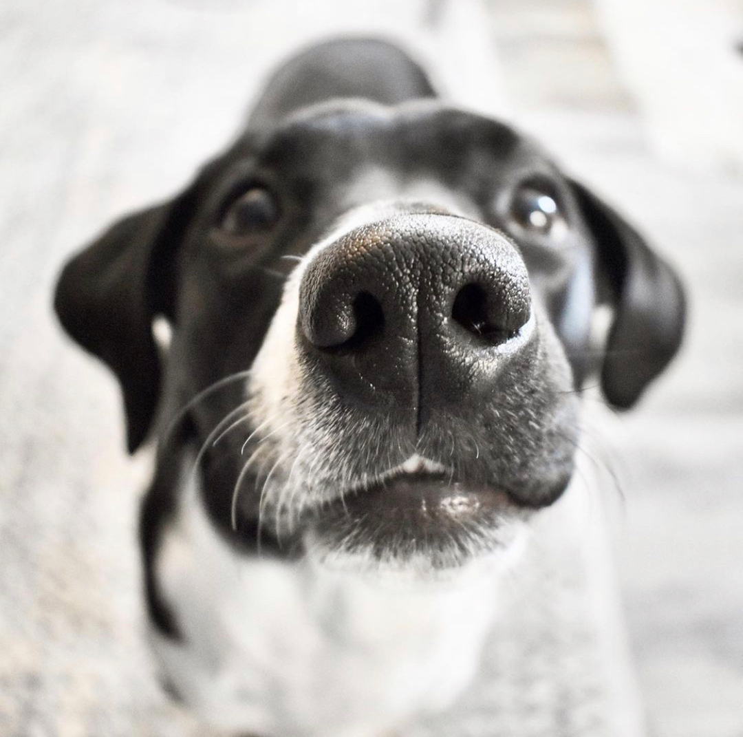 Congratulations to Harper who won the Ramen Snuffle Toy giveaway! Seems like a perfect fit for this Michigan-based pup, whose human, Tiffany, interned for us five summers ago. 🍜 

Harper was adopted from Homeward Bound Animal Rescue, a small organization that focuses on pregna