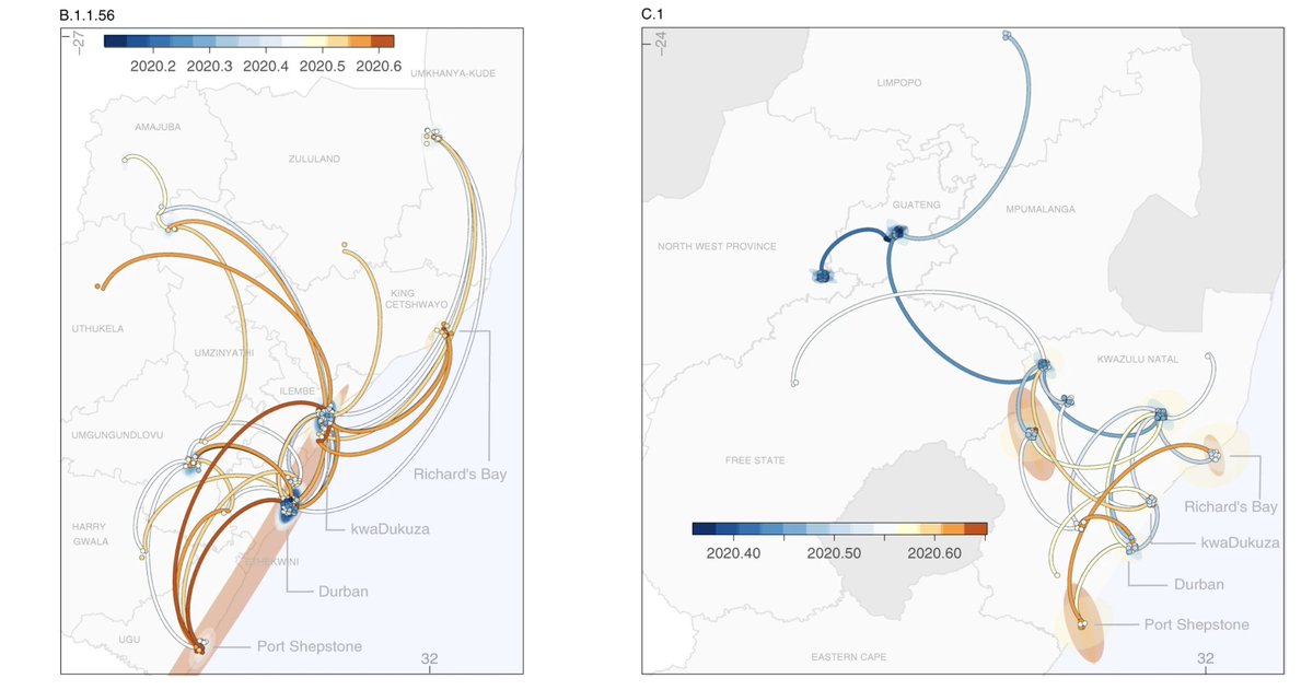 Phylogeographic analysis revealed that B.1.1.56 originated in the city of Durban and spread widely in the province of KZN while the C.1 lineage originated in Gauteng and spread to 4 provinces and later also identified in the city of Cape Town and neighbouring Mozambique.