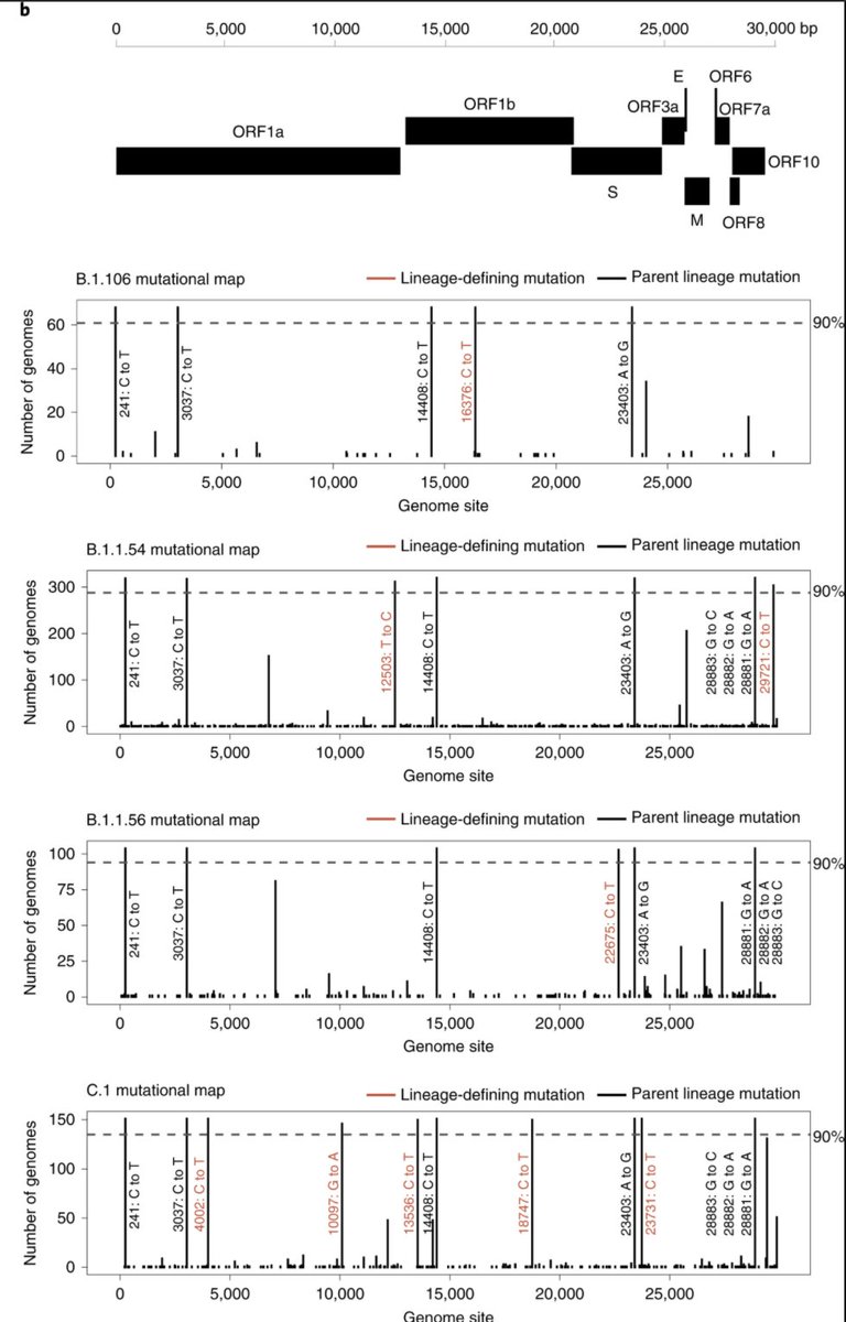 Despite widespread circulation in the country, the main lineages described in this study only harbor D614G amino acid mutation in the Spike region, suggesting no fitness advantage and increased transmission merely due to the epidemic dynamics of the country.