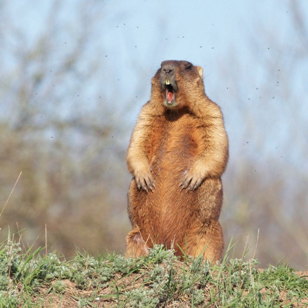 Did you wake up today with a sense of déjà vu? Like you've lived the exact same day over and over again?  Feels like we're really in a film some days and it's not real.

Let's hope tomorrow is a better day or at least a different one.

Happy Groundhog day!  

#GroundhogDay