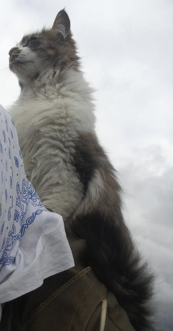 Бабак Мурко не побачив своєї тіні