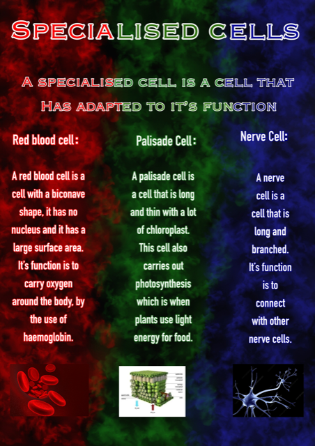 Wellington_BT7's tweet image. Year 8 Scientists studying Specialised Cells
Our body is composed of trillions of cells with each one being adapted for a specific function. Well done to our year 8 Pupils on their excellent posters putting a spotlight on specialised cells
#WCB