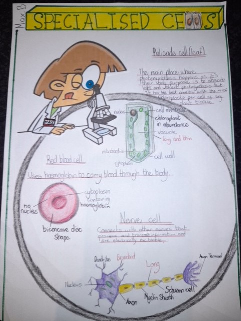 Wellington_BT7's tweet image. Year 8 Scientists studying Specialised Cells
Our body is composed of trillions of cells with each one being adapted for a specific function. Well done to our year 8 Pupils on their excellent posters putting a spotlight on specialised cells
#WCB