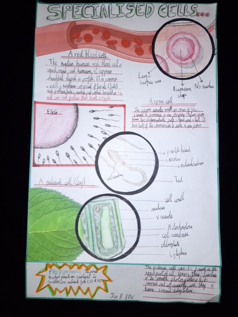 Wellington_BT7's tweet image. Year 8 Scientists studying Specialised Cells
Our body is composed of trillions of cells with each one being adapted for a specific function. Well done to our year 8 Pupils on their excellent posters putting a spotlight on specialised cells
#WCB