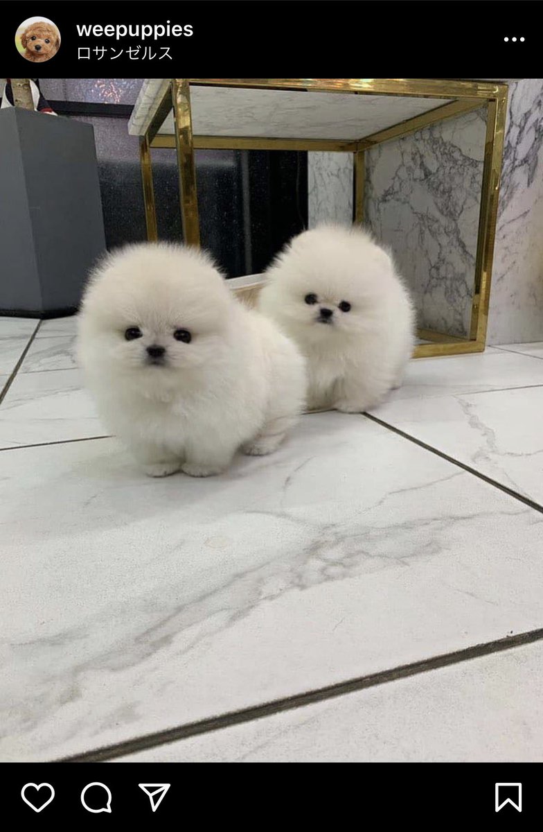 極小犬 極小犬