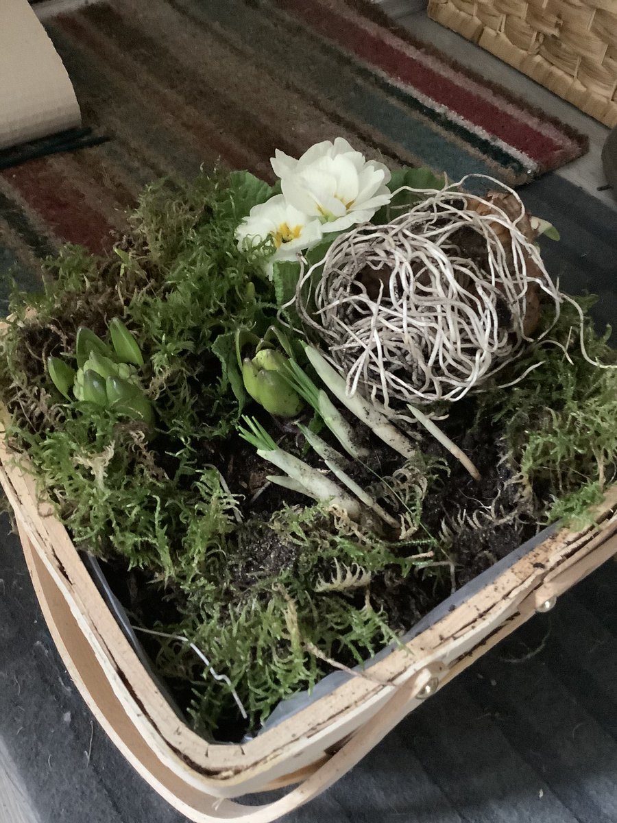 .<a href="/waitrose/">Waitrose & Partners</a> Let’s play spot the difference shall we? One of these is a picture of what was ordered for me as a gift. The others are what’s arrived. I’ll give you one for starters...in your photo the bulbs all appear to actually be planted!