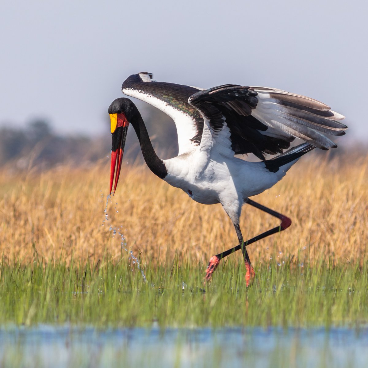 💧  Less than 1% of #water on Earth is usable #freshwater and it is mostly stored in wetlands.
💧 We will require 55% more water by 2050 for a global population of 10 billion people.

We must value what #wetlands do for life. We must #RestoreWetlands 💦💙🌎 #WorldWetlandsDay